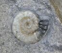 Promicroceras Ammonite - Dorset, England #30716-1
